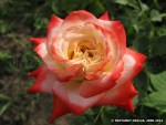 Imperatrice Farah-4.jpg